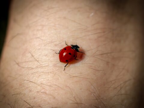 Understanding the Kissing Bug Disease: A Growing Concern in the U.S.