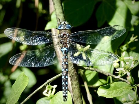Japan's 'Dragonfly' Prince: The Potential Last Emperor of the World's Oldest Monarchy