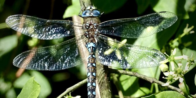 Japan's 'Dragonfly' Prince: The Potential Last Emperor of the World's Oldest Monarchy