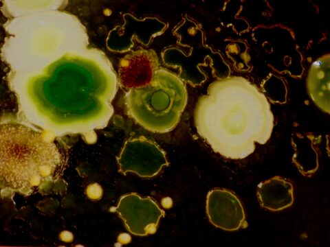 Snug with Your Bugs? How Microbes Control Your Sleep