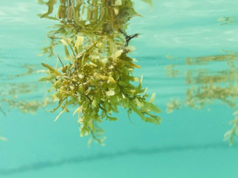 Warming Seas Threaten Key Phytoplankton Species that Fuels the Food Web, Study Finds