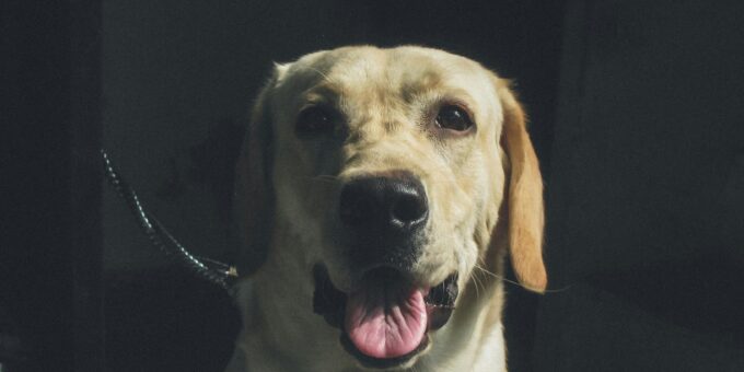 Labradors React to Human Singing ‘Made-Up Song’ About Them in Hilarious Video