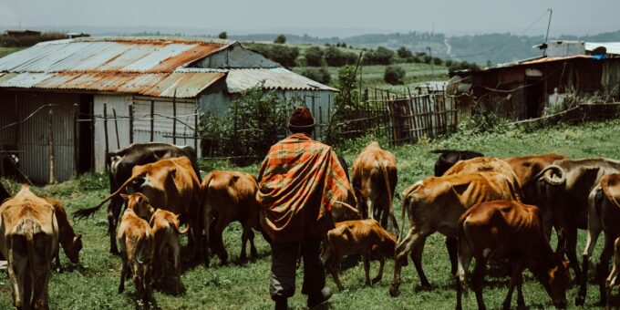The Future of Cattle Herding: Can Robots Replace Wyoming Wranglers?